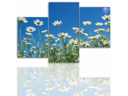 Třídílný obraz na plátně sedmikrásky, vzor 12019