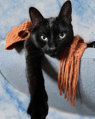 Berta is getting cozy. 🥰 Taky je na podzim mazlivější, bříško má plnější a asistuje u každé činnosti na stole. Když nad...