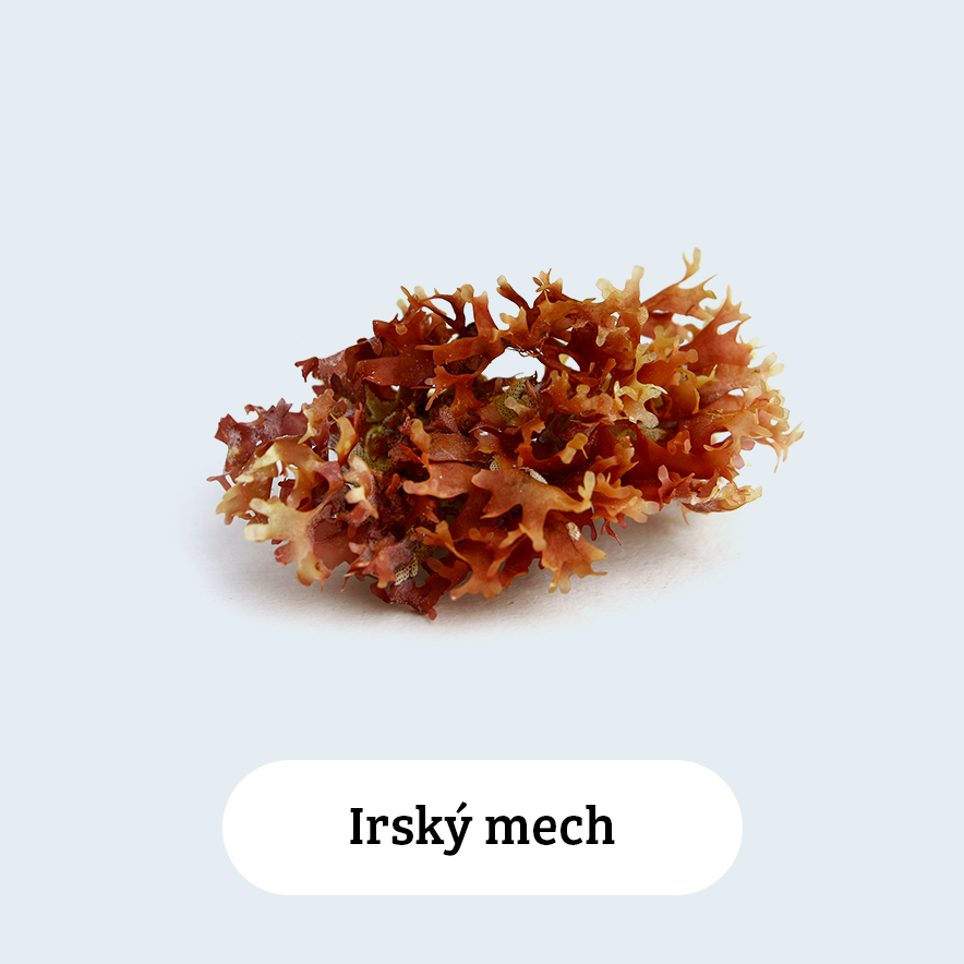 Irský mech