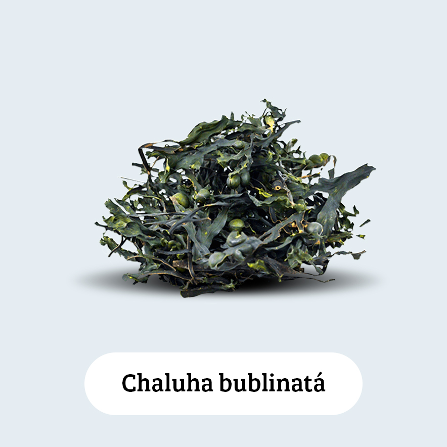 Chaluha bublinatá