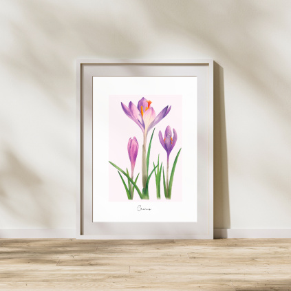 Reprodukce Krokus