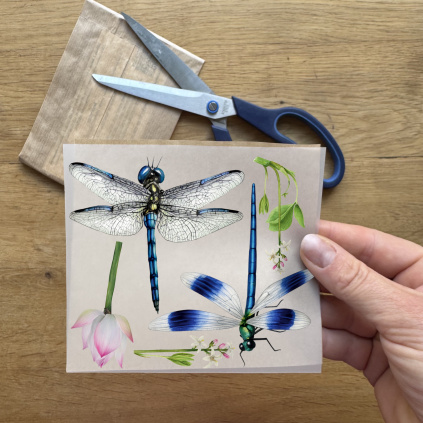 Vzorek nažehlovaček - Vážky