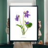 Plakát Fialka