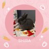 Shira