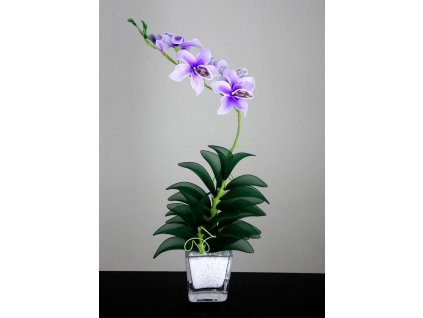 Orchidej fialová