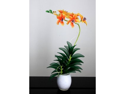 Orchidej oranžová