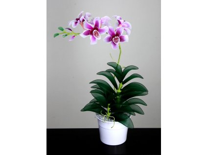 Orchidej růžová2