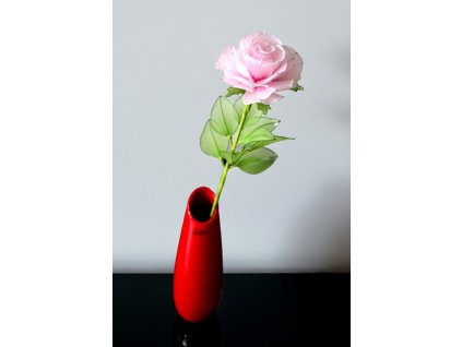 růže světle růžová