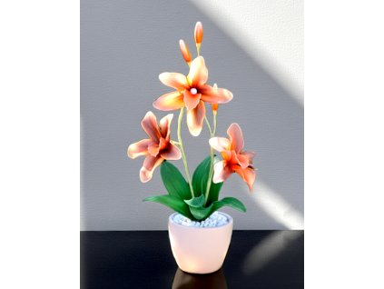 orchidej oranžová4