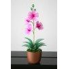 růžová orchidej