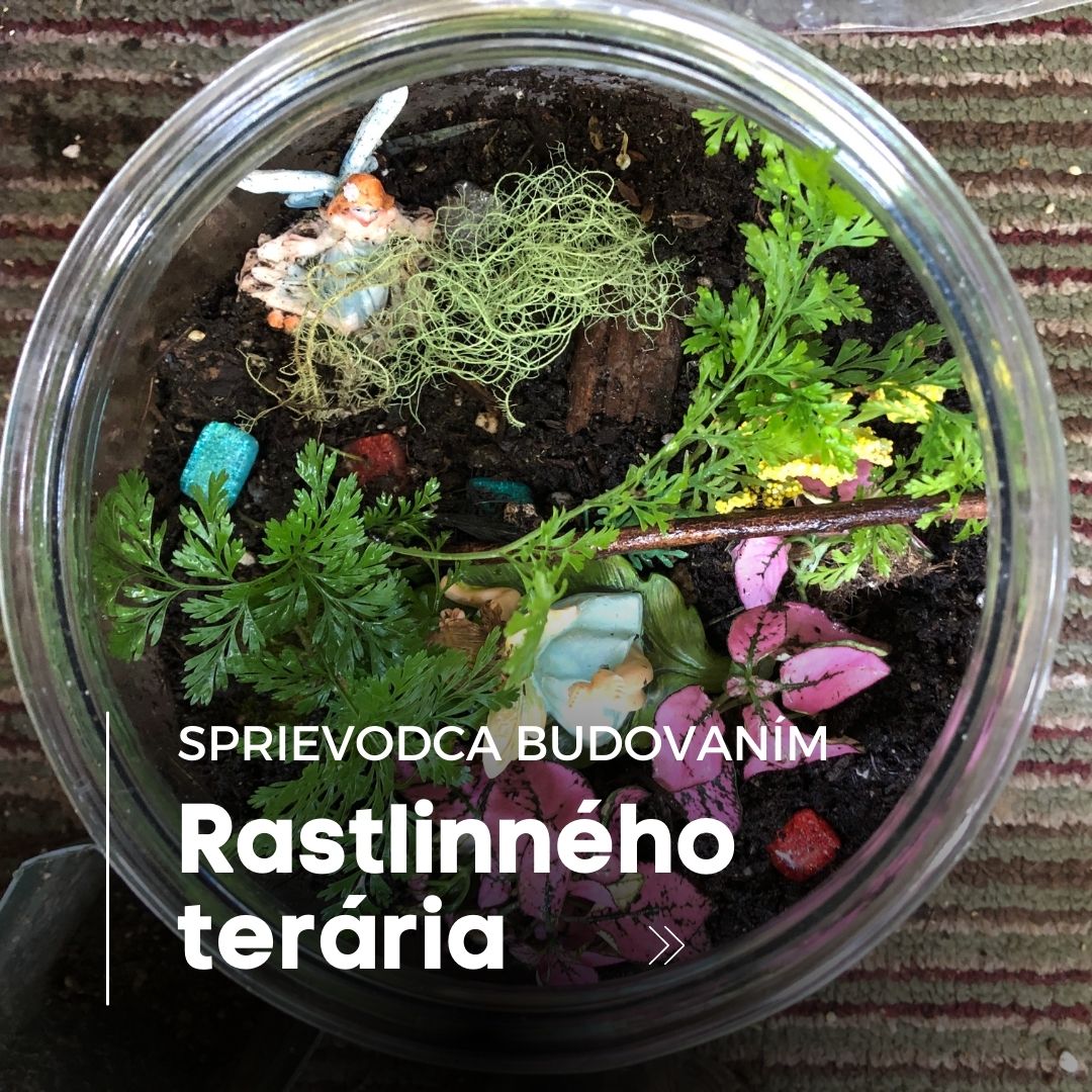 Sprievodca budovaním úžasného rastlinného terária