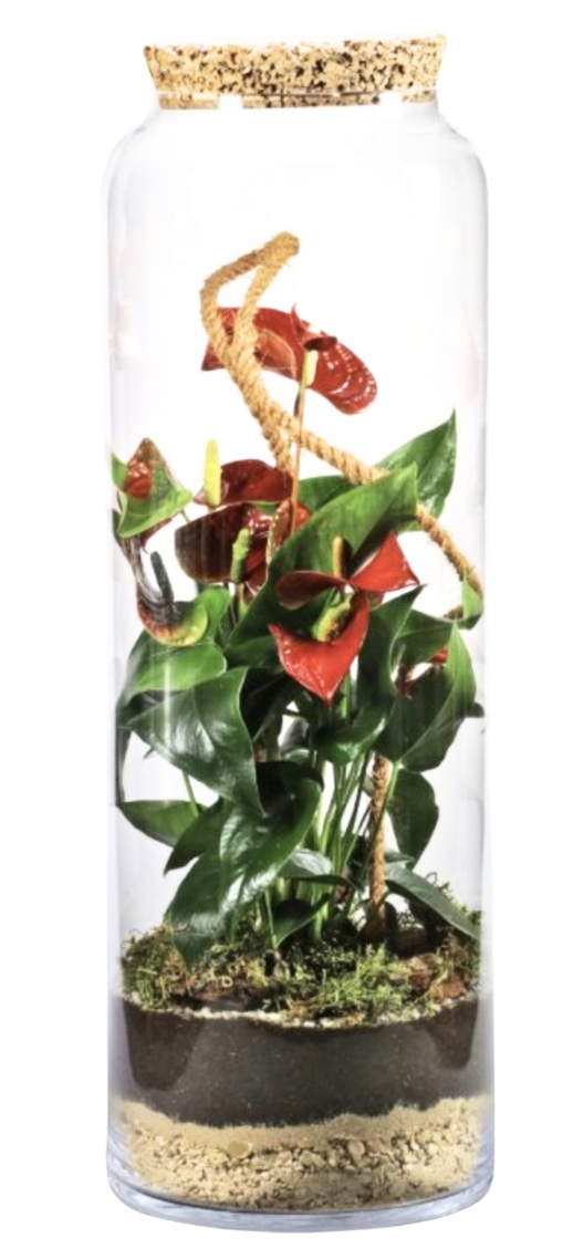 biosfera-v-skle-anturia-a-mach-72cm