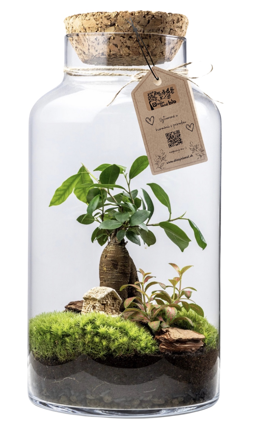 biosfera-v-skle-ficus-fitonia-a-mach-37cm-c