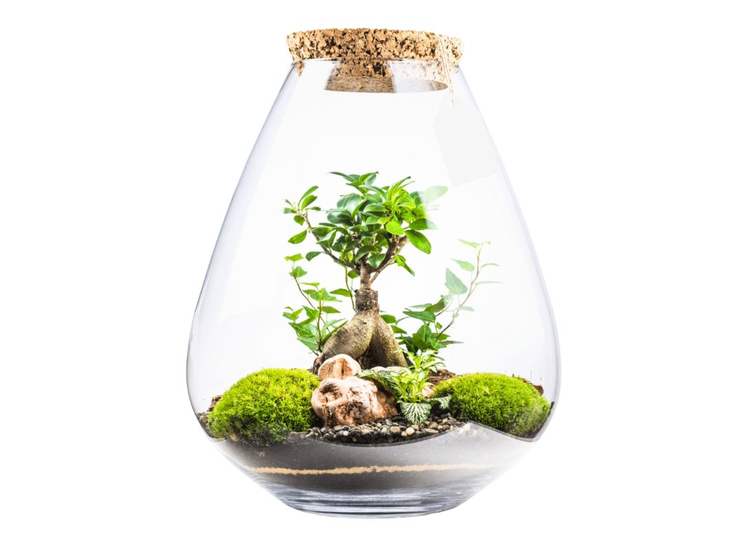 biosfera-v-skle-ficus-fitonia-a-mach-43cm