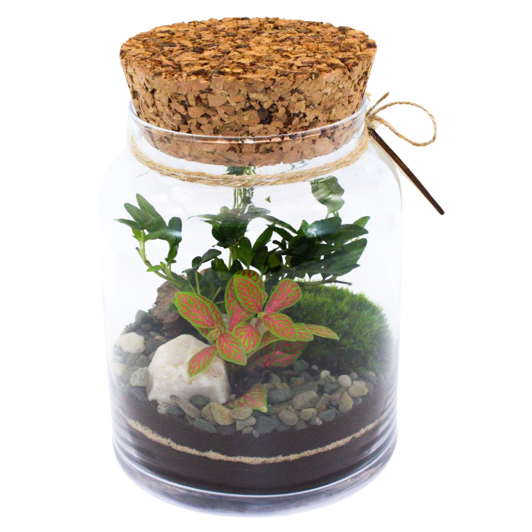 biosfera-v-skle-fitonia-mach-a-brectan-23cm-III-a