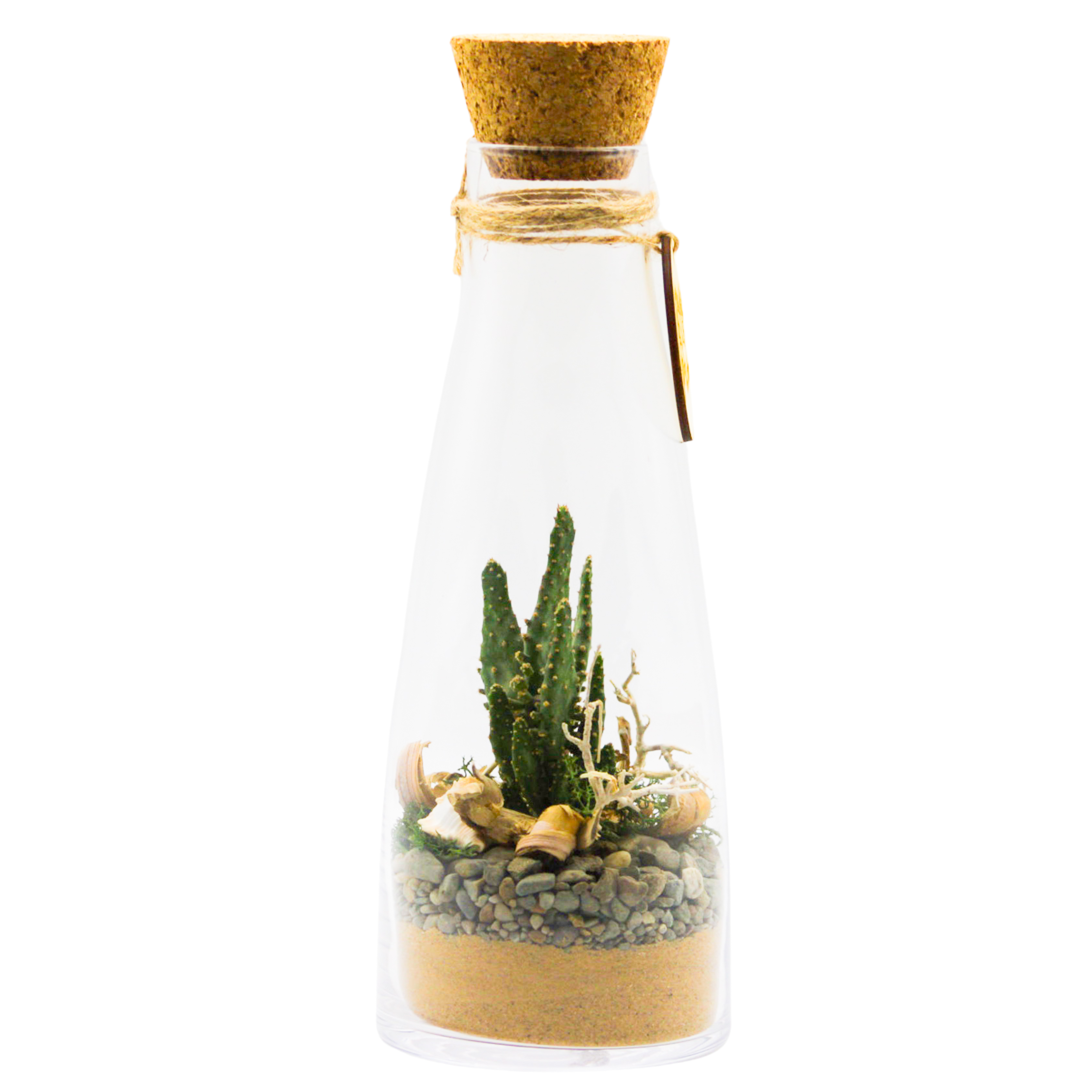biosfera-v-skle-kaktus-26cm-c