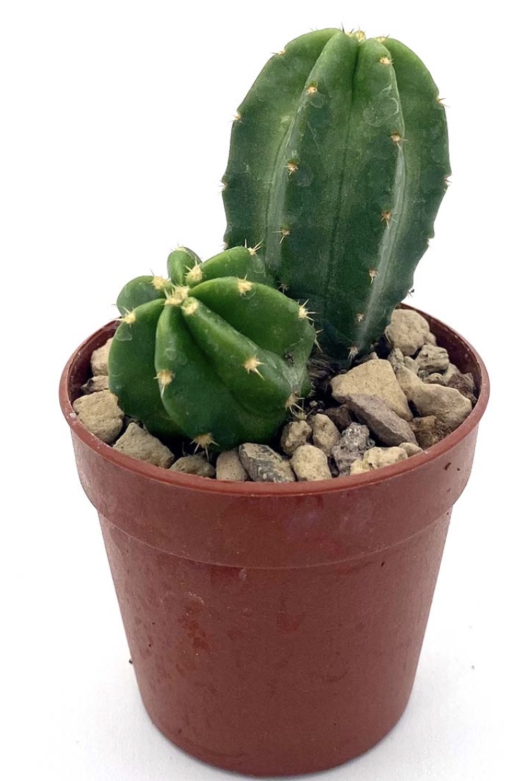 echinocereus
