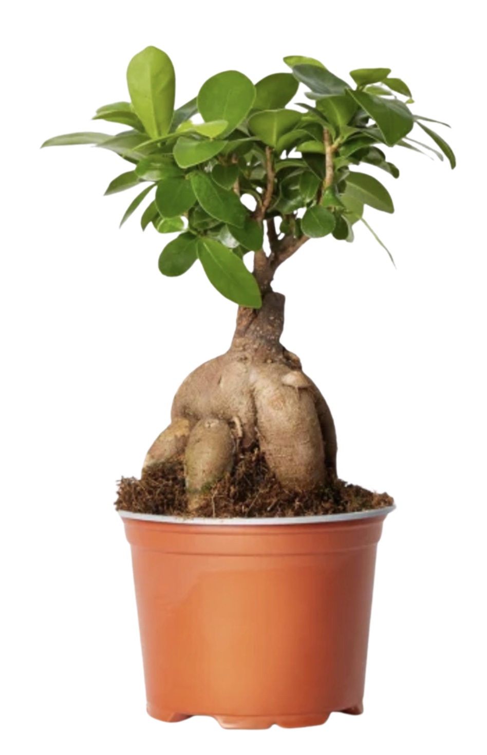 ficus-gingseng