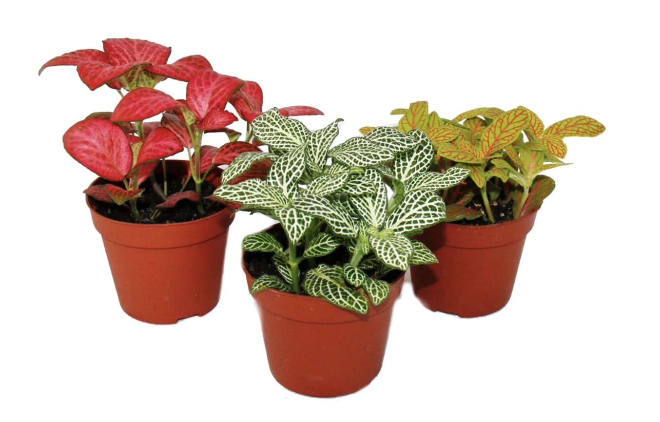 fittonia-mix