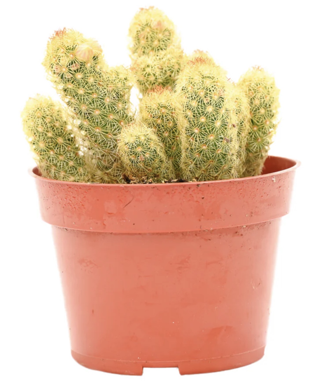 mammillaria