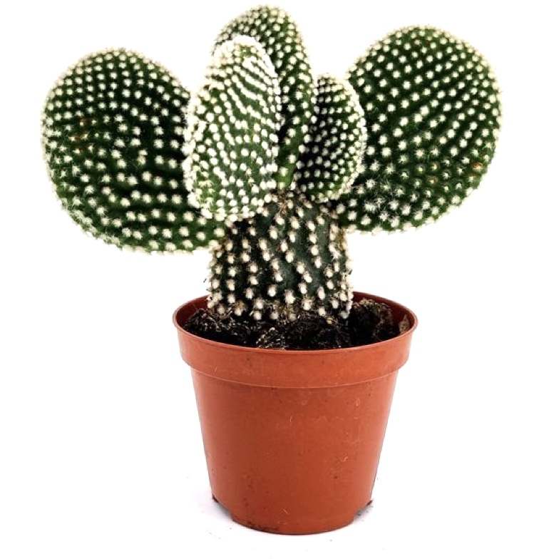 opuntia