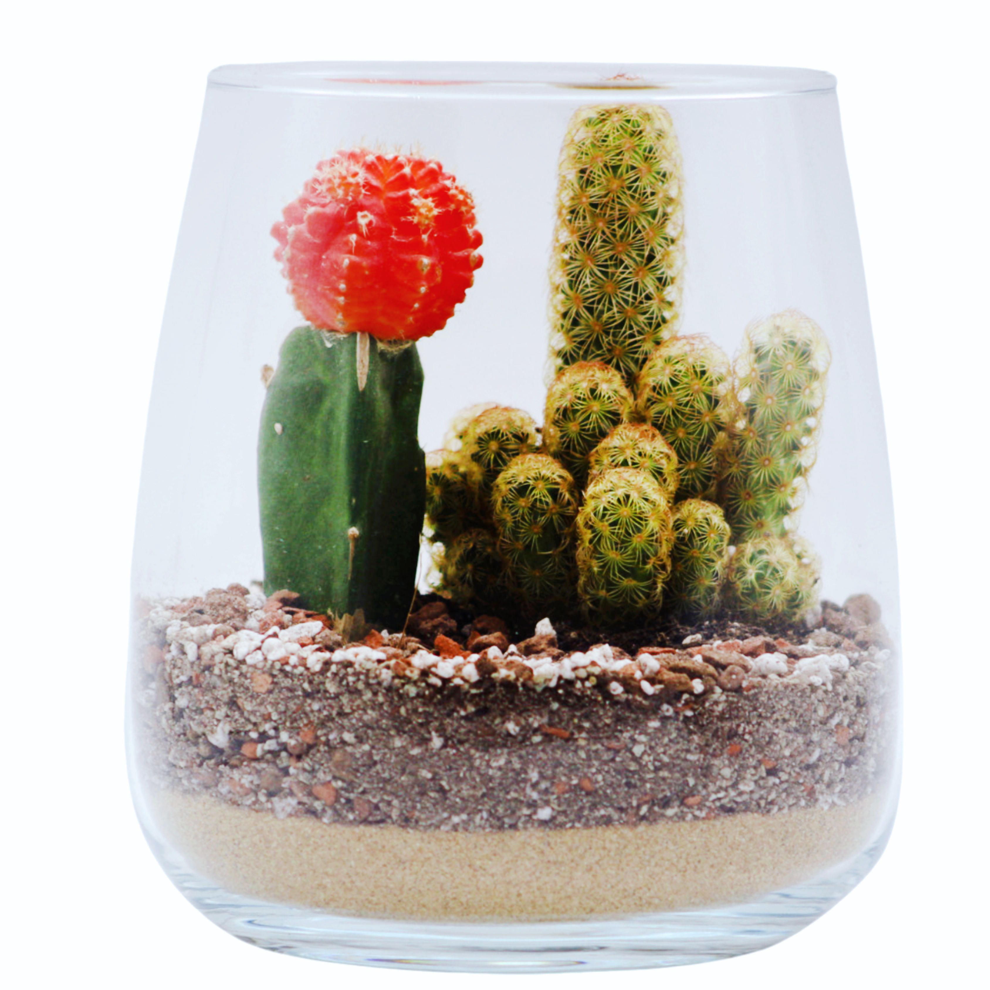 rastlinne-terarium-kaktusy-17cm
