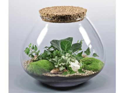 Biosféra v skle zložená z ficusu, machu, fitónie a brečtanu