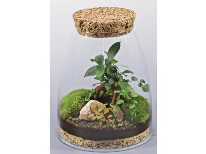 Biosféra v skle zložená z ficusu a machu a fitónie