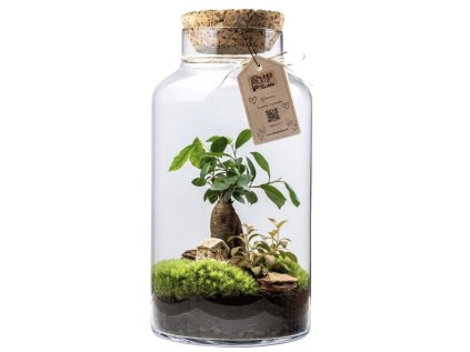 Biosféra v skle Ficus, fitónia a mach 37cm