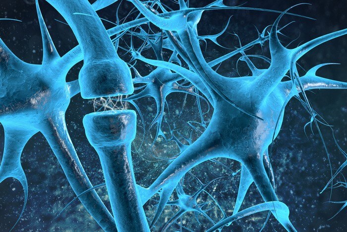 synapsia