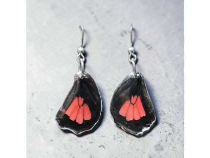 Heliconius erato himera