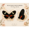 Heliconius erato himera