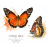 Cethosia biblis - prsten