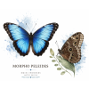 Morpho peleides - náhrdelník