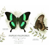 Papilio palinurus - náhrdelník