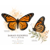 Danaus plexippus - peckové náušnice