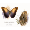 Caligo memnon – Soví motýl
