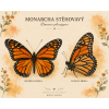 Monarcha stěhovavý