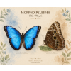 Morpho peleides - peckové náušnice