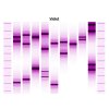 obraz podle DNA 12