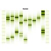 obraz podle DNA 08