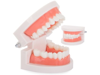 cze pl Zubni model celist zuby zuby slamy 2371 7