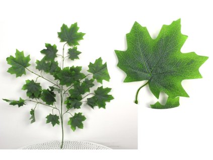 lisc 5 ramienny omszony klon 101604