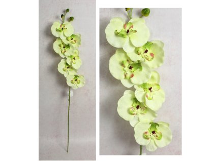 kwiat storczyk wys 75 cm 6 k 111563