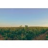 vignes mas de louis vignobles vellas.com 1600x1067px 01