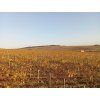 Chablis Thierry Laffay II