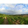 Chablis Thierry Laffay