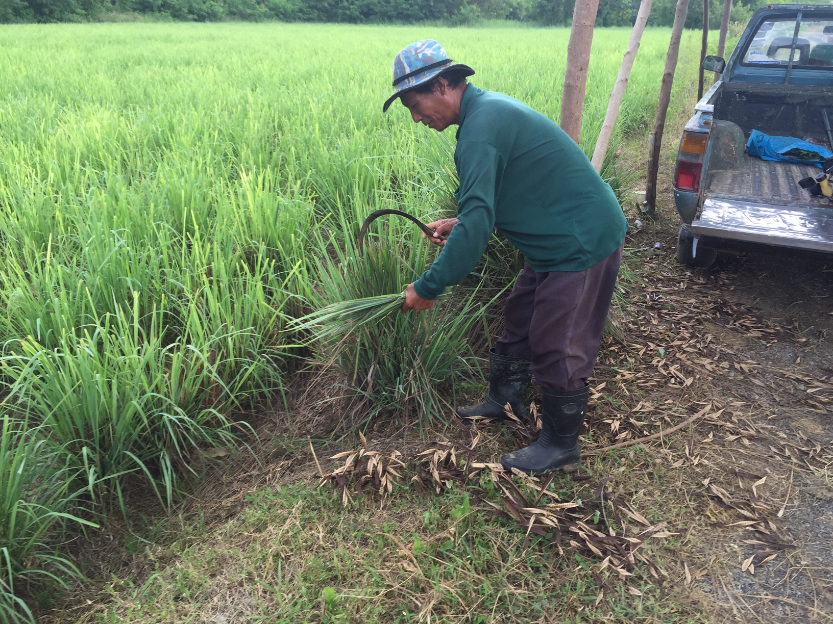 lemongrass+cutting