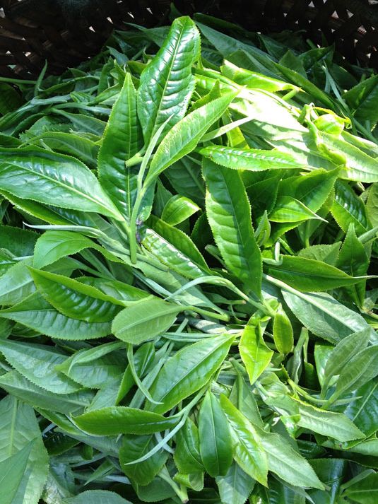 laos-curly-black-fresh-tea-leaf-NepustilTea.cz-OchutnejCaj.cz-SnezCaj.cz-DobreCaje.cz-0