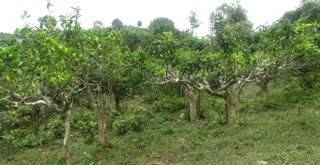 suoi-gian-stare-cajove-stromy